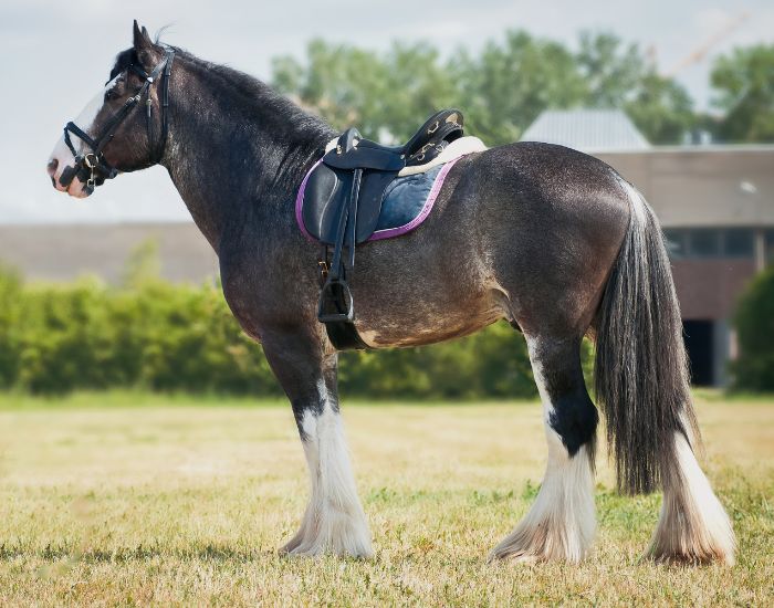 Caii Shire sunt originari din Marea Britanie și sunt printre cei mai mari și mai grei cai din lume.